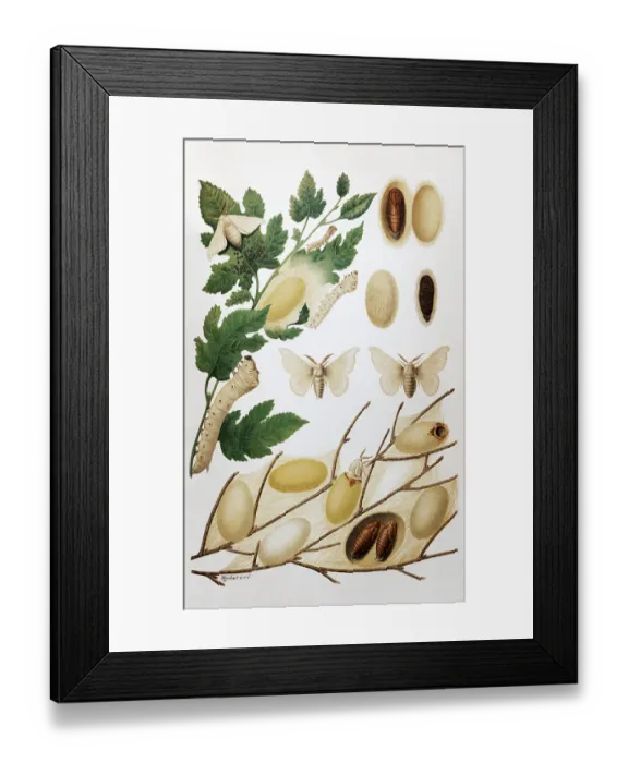 Framed Print : Plate silk moth or mulberry moth (Bombyx mori)