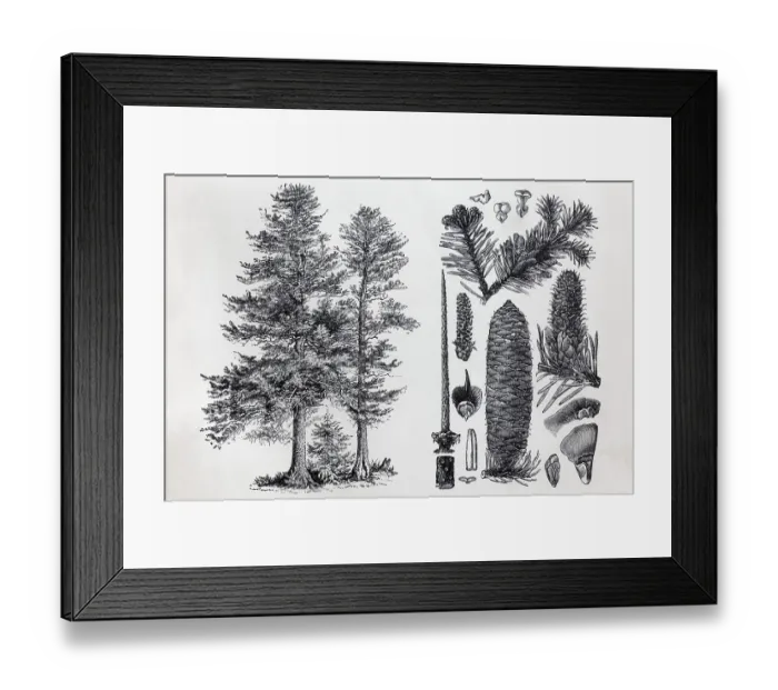 Framed Print : Noble fir (Abies nobilis), tree and cones