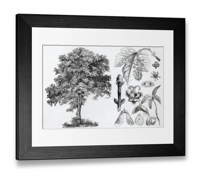 Framed Print : Sycamore maple (Acer pseudoplatanus)