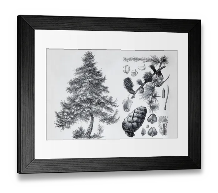Framed Print : Larch (Larix europea), tree and cones Framed Print : Larch (Larix europea), tree and cones
