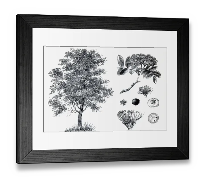 Framed Print : Mountain ash (Sorbus aucuparia) Framed Print : Mountain ash (Sorbus aucuparia)