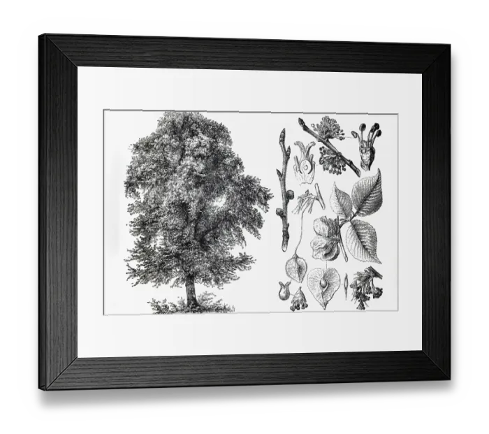 Framed Print : Mountain elm (Ulmus montana), tree