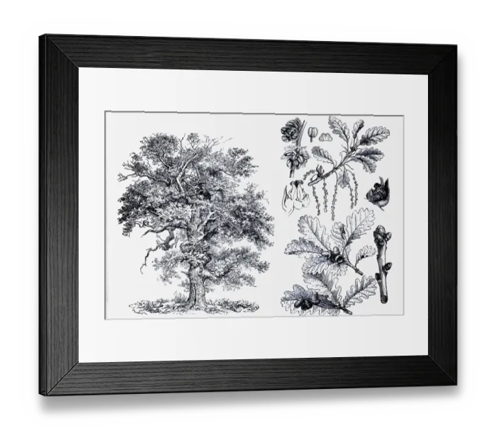 Framed Print : English oak (Quercus pedunculata) Framed Print : English oak (Quercus pedunculata)