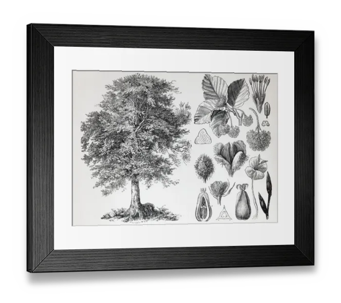 Framed Print : European beech (Fagus siilvatica)