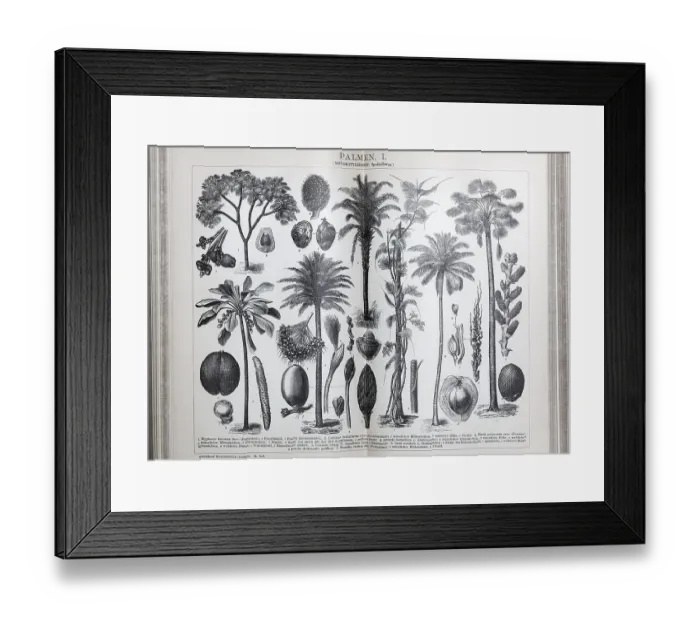 Framed Print : Plate of palm trees (monocotyledons)