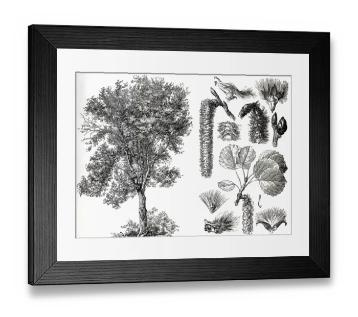 Framed Print : Aspen or trembling aspen (Populus tremula) Framed Print : Aspen or trembling aspen (Populus tremula)