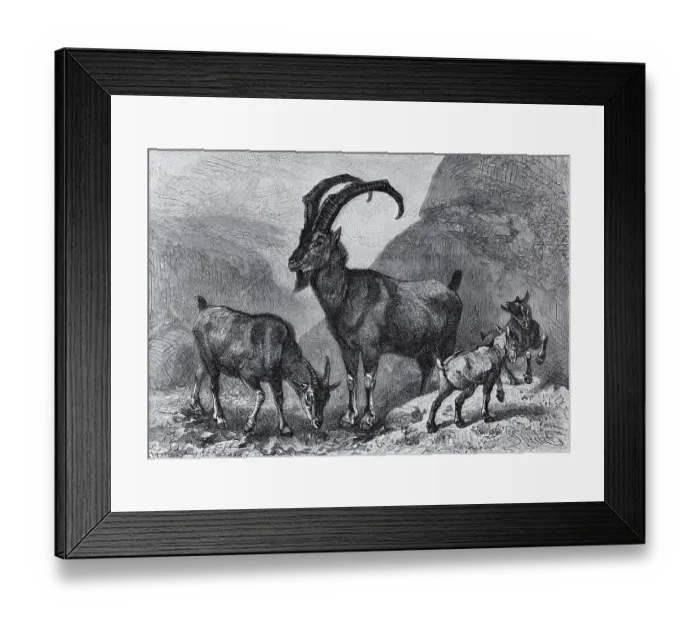 Framed Print : Bezoar goat (Capra aegargus), historical book illustration