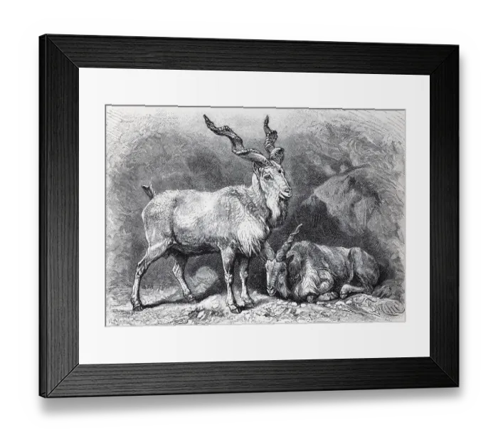 Framed Print : Screw-horned goat (Capra Falconeri) Framed Print : Screw-horned goat (Capra Falconeri)