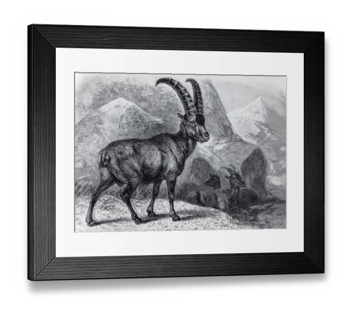 Framed Print : Alpine ibex (Capra ibex), historical book illustration