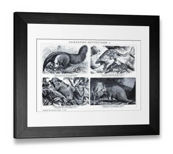 Framed Print : Plate of toothless mammals, anteaters (Myrmecophaga jubata)