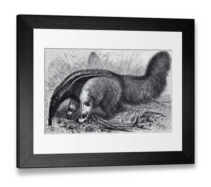 Framed Print : Giant anteater (Myrmecophaga jubata) Framed Print : Giant anteater (Myrmecophaga jubata)