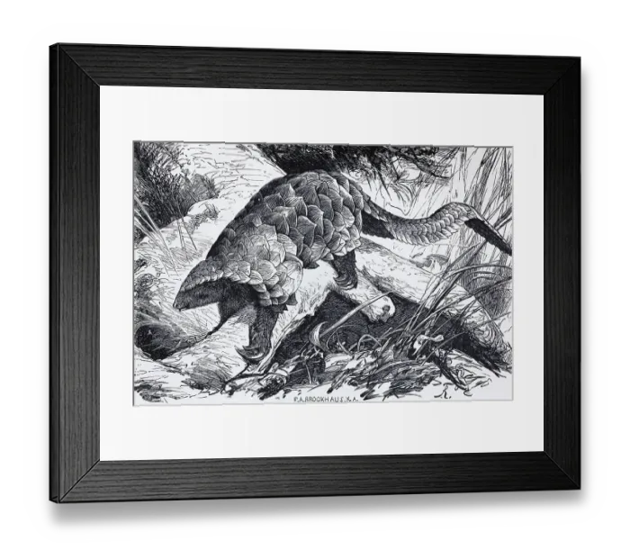 Framed Print : Temminck's pangolin (Manis Temminckii) Framed Print : Temminck's pangolin (Manis Temminckii)