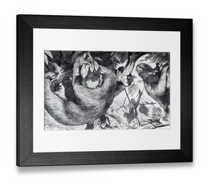 Framed Print : Three-fingered sloth, white-throated sloth or Ai (Bradypus tridactylus)