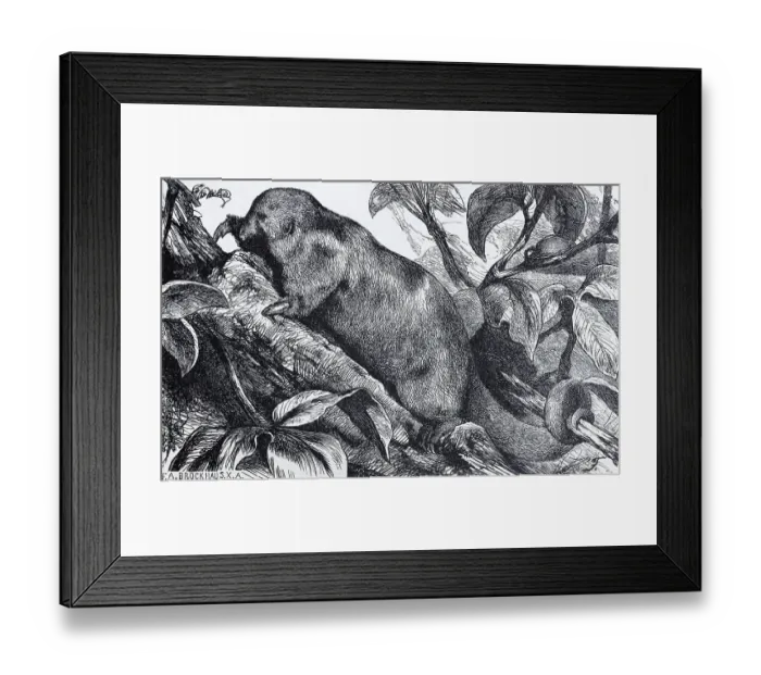 Framed Print : Silky anteater (Myrmecophaga didactyla)