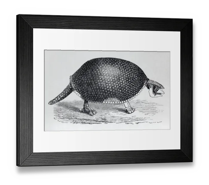 Framed Print : Glyptodon (Glyptodon clavipes)