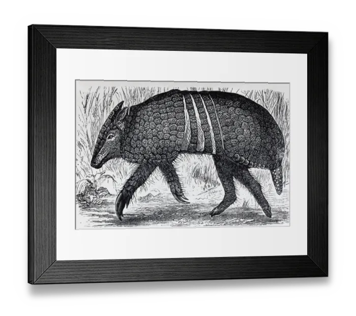 Framed Print : Three-banded armadillo (Tolypeutes tricinctus)