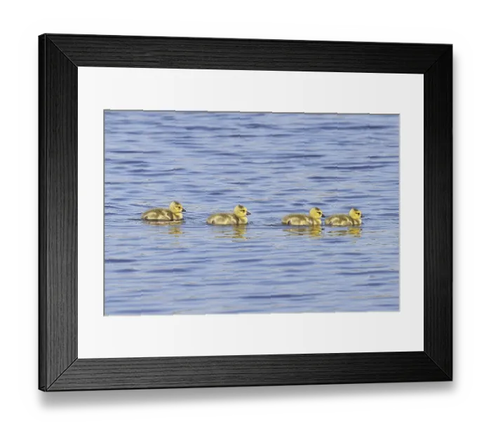 Framed Print : Canada goose (Branta canadensis)