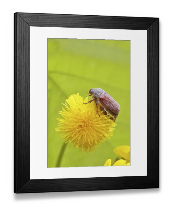 Framed Print : Cockchafer, field cockchafer (Melolontha melolontha)
