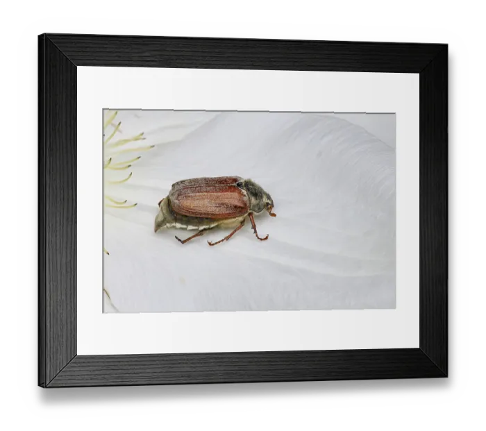 Framed Print : Cockchafer, field cockchafer (Melolontha melolontha)