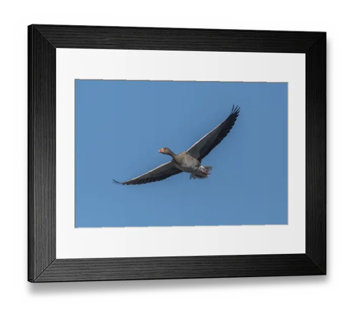 Framed Print : A greylag goose (Anser anser) hung in the clear sky with its wings outstretched and moved slowly through the open space Framed Print : A greylag goose (Anser anser) hung in the clear sky with its wings outstretched and moved slowly through the open space