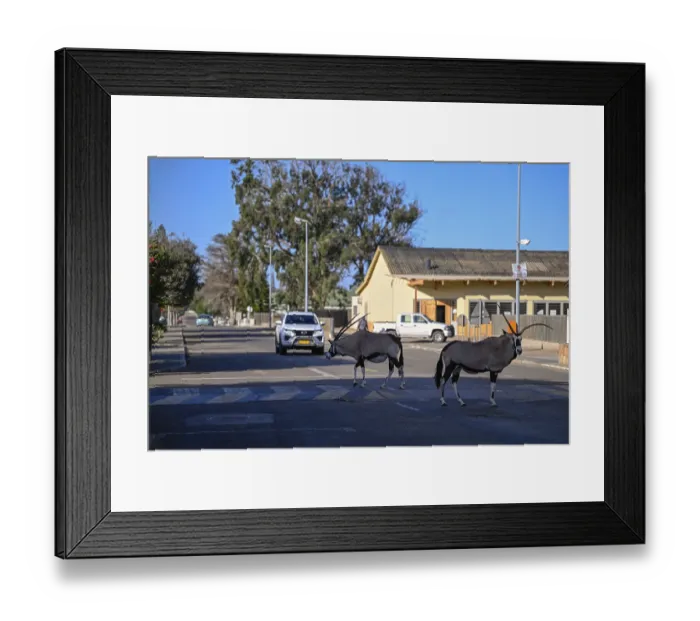 Framed Print : Oryx antelopes or gemsboks (Oryx gazella) crossing a road on a zebra crossing
