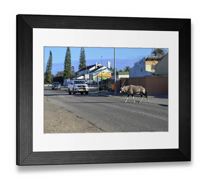 Framed Print : Oryx antelope or gemsbok (Oryx gazella) crossing a road Framed Print : Oryx antelope or gemsbok (Oryx gazella) crossing a road