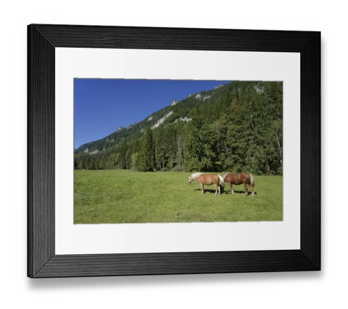 Framed Print : Grazing horses in the Graswang valley Framed Print : Grazing horses in the Graswang valley