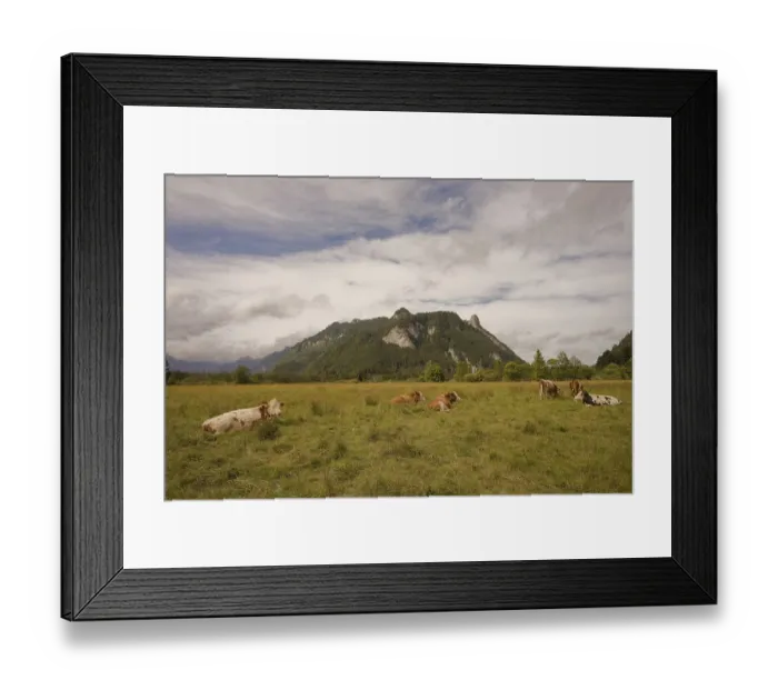 Framed Print : Grazing cows in the Ettaler Weidemoos