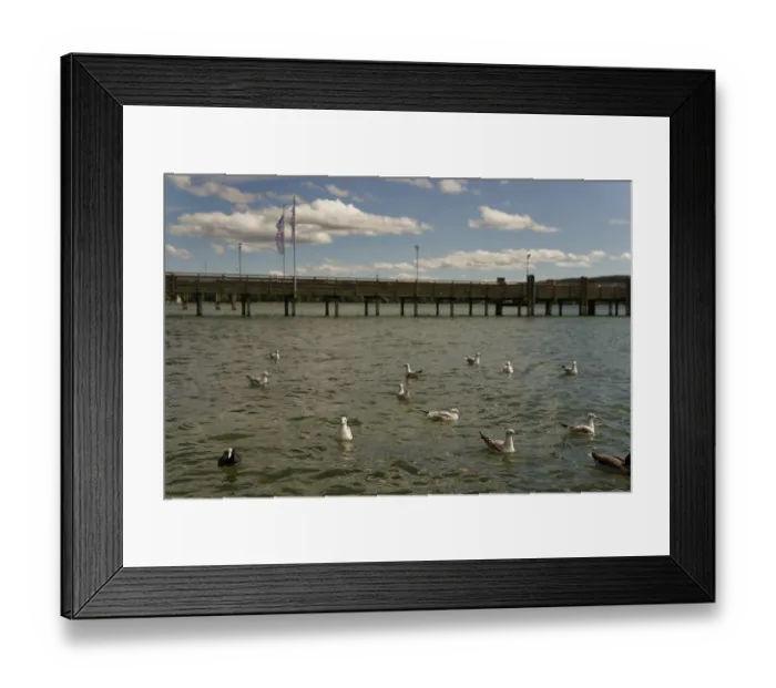 Framed Print : Black-headed gulls on Lake Starnberg Framed Print : Black-headed gulls on Lake Starnberg