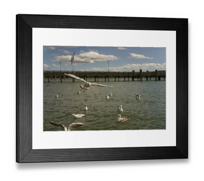 Framed Print : Black-headed gulls on Lake Starnberg Framed Print : Black-headed gulls on Lake Starnberg