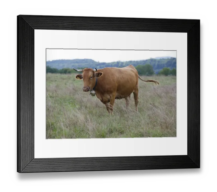 Framed Print : Farm animals with cowbell, bell