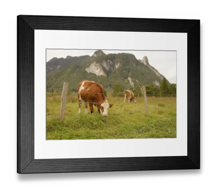 Framed Print : Grazing cows in the Ettaler Weidemoos Framed Print : Grazing cows in the Ettaler Weidemoos