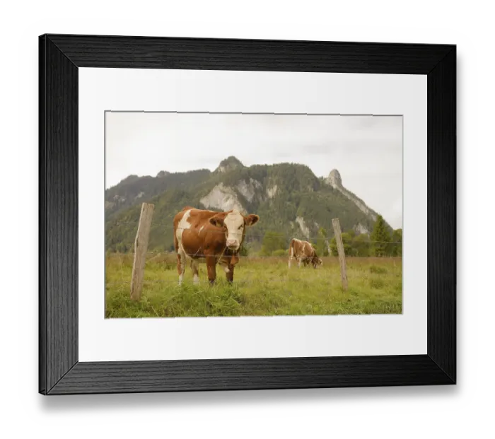 Framed Print : Grazing cows in the Ettaler Weidemoos Framed Print : Grazing cows in the Ettaler Weidemoos