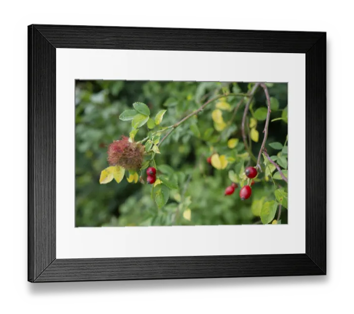 Framed Print : Galls of the rose gall wasp (Diplolepis rosae)