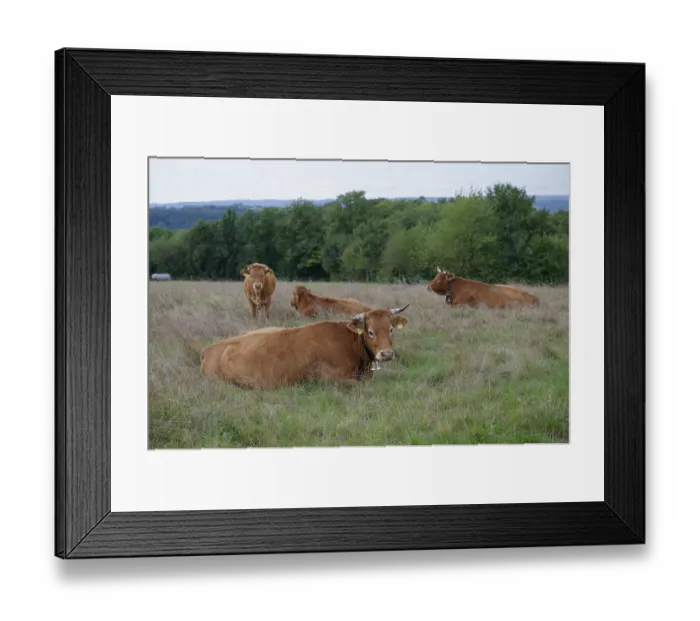 Framed Print : Farm animals with cowbell, bell Framed Print : Farm animals with cowbell, bell