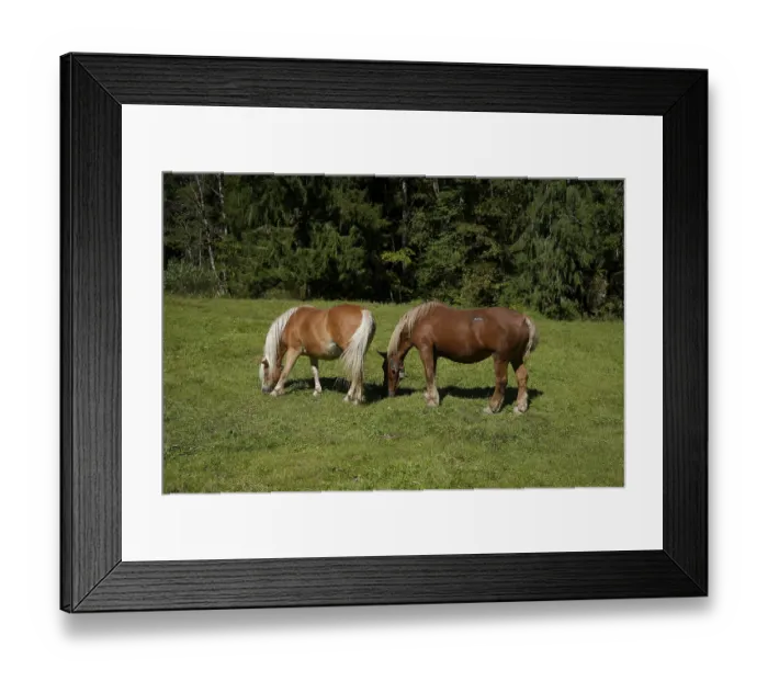 Framed Print : Grazing horses in the Graswang valley