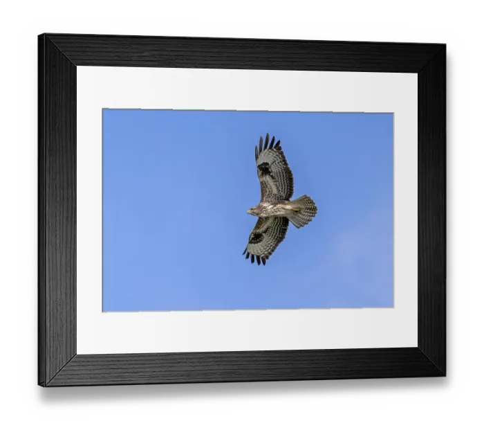 Framed Print : Common buzzard (Buteo buteo) in flight soaring against blue sky Framed Print : Common buzzard (Buteo buteo) in flight soaring against blue sky