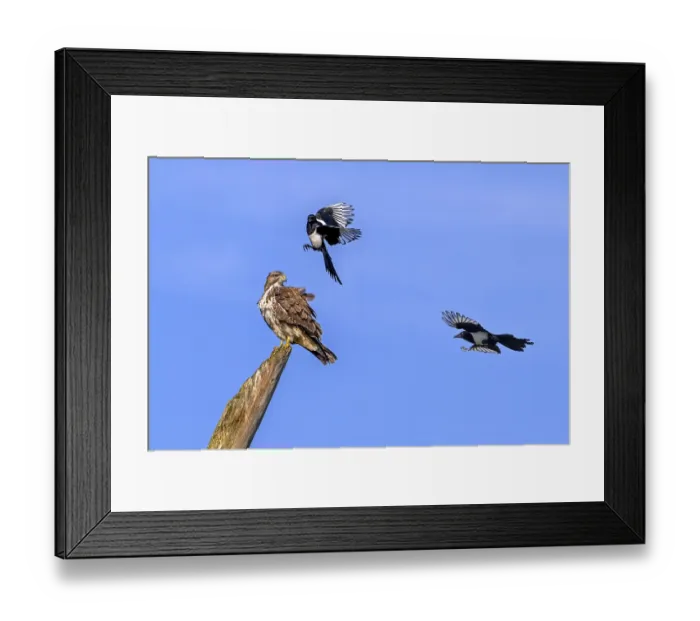 Framed Print : Two Eurasian magpies (Pica pica) in flight harassing Framed Print : Two Eurasian magpies (Pica pica) in flight harassing