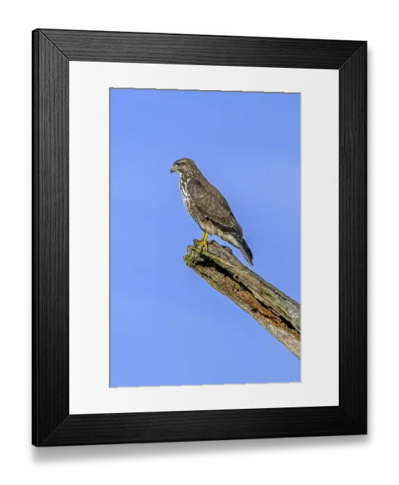 Framed Print : Common buzzard (Buteo buteo) perched on dead tree trunk against blue sky Framed Print : Common buzzard (Buteo buteo) perched on dead tree trunk against blue sky