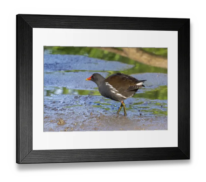 Framed Print : Eurasian common moorhen, waterhen (Gallinula chloropus) foraging in the mud along pond in marshland