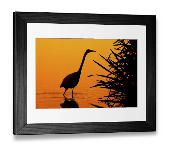 Framed Print : Great white egret Framed Print : Great white egret