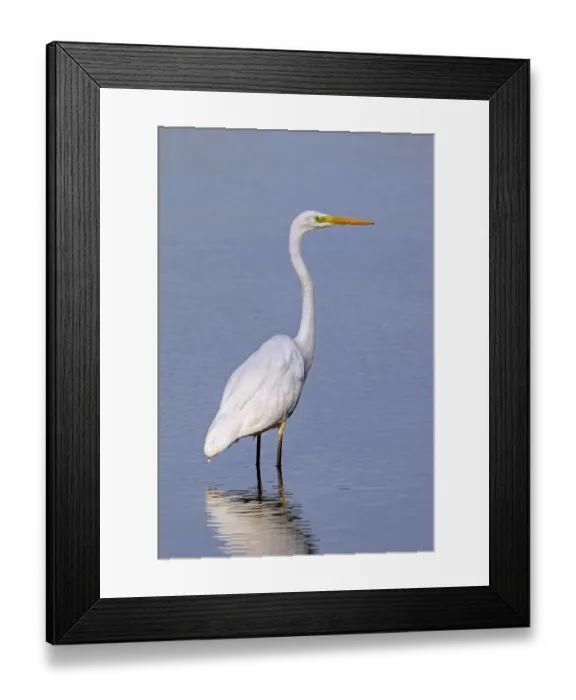 Framed Print : Great white egret