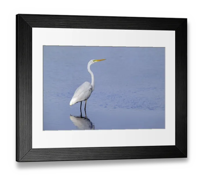 Framed Print : Great white egret Framed Print : Great white egret