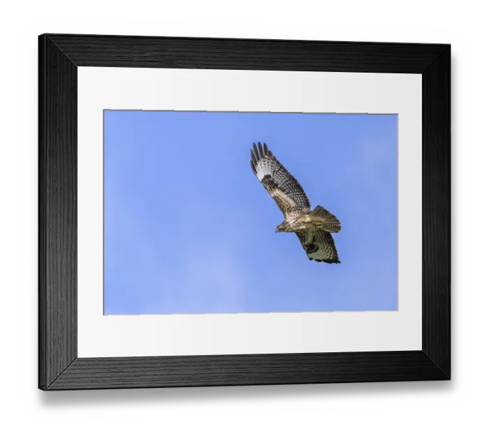Framed Print : Common buzzard (Buteo buteo) juvenile in flight soaring against blue sky Framed Print : Common buzzard (Buteo buteo) juvenile in flight soaring against blue sky