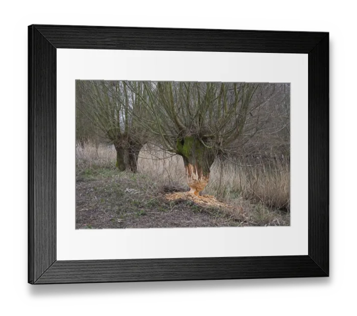 Framed Print : Thick tree trunk of pollard willow showing teeth marks and wood chips from gnawing by Eurasian beaver (Castor fiber) Framed Print : Thick tree trunk of pollard willow showing teeth marks and wood chips from gnawing by Eurasian beaver (Castor fiber)