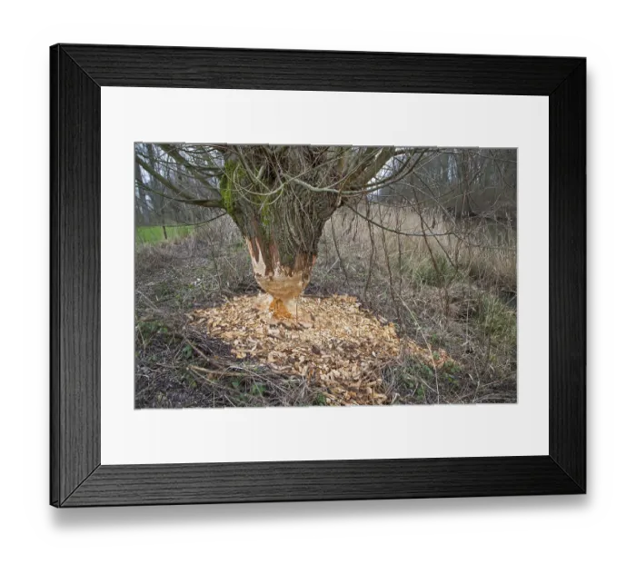 Framed Print : Thick tree trunk of pollard willow showing teeth marks and wood chips from gnawing by Eurasian beaver (Castor fiber) Framed Print : Thick tree trunk of pollard willow showing teeth marks and wood chips from gnawing by Eurasian beaver (Castor fiber)
