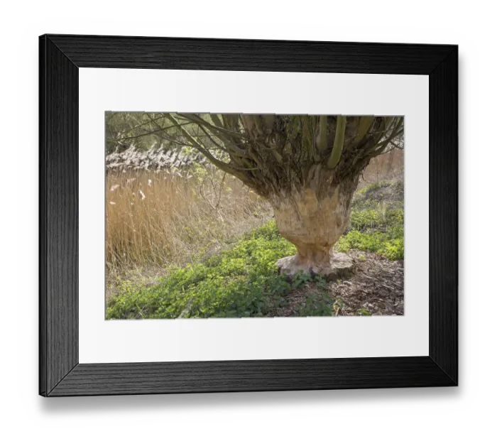 Framed Print : Thick tree trunk of pollard willow showing teeth marks and wood chips from gnawing by Eurasian beaver (Castor fiber)