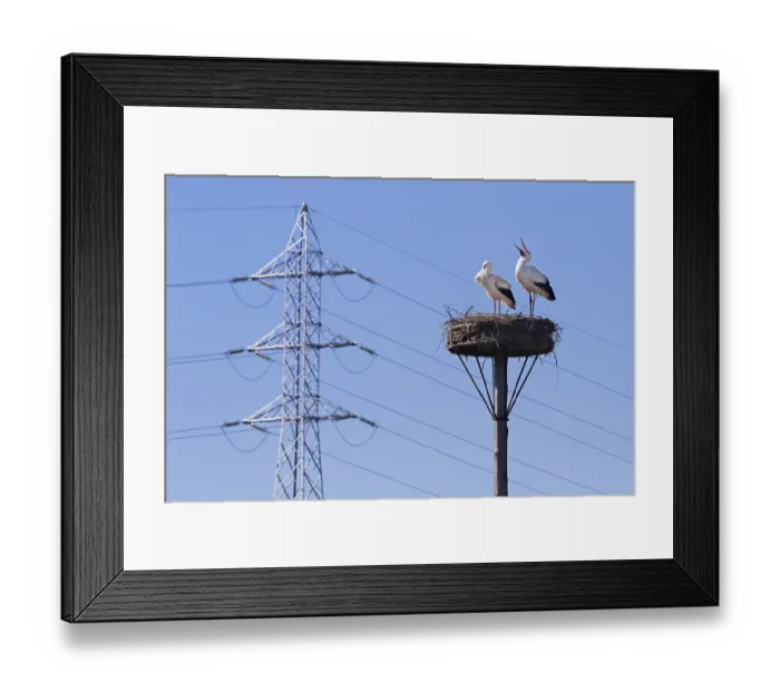 Framed Print : White storks (Ciconia ciconia) nesting pair in spring