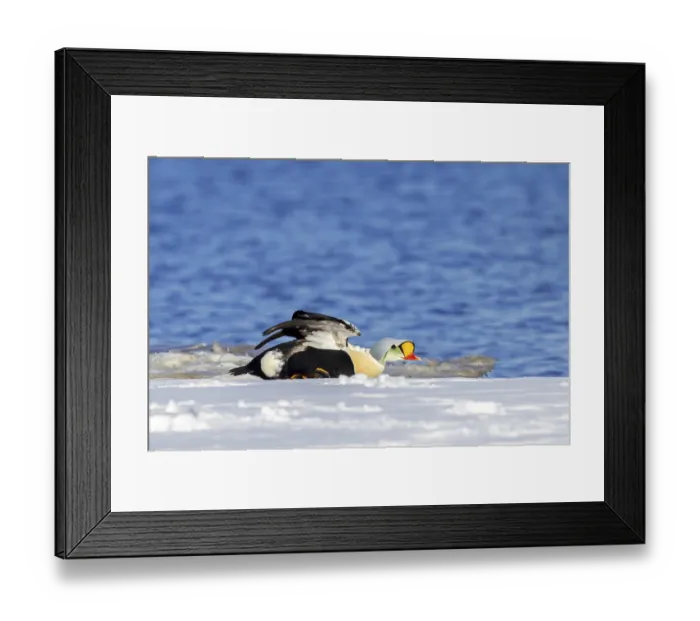 Framed Print : King eider (Somateria spectabilis) adult male in breeding plumage stretching wings on snow covered shore in spring