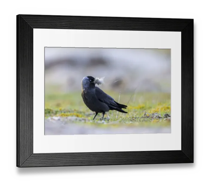 Framed Print : Western jackdaw, European jackdaw (Coloeus monedula) collecting nesting material like sheep's wool in meadow